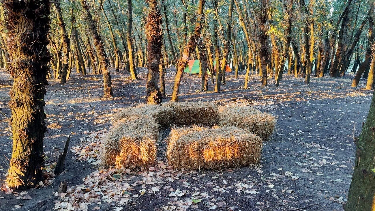 Forest seating area